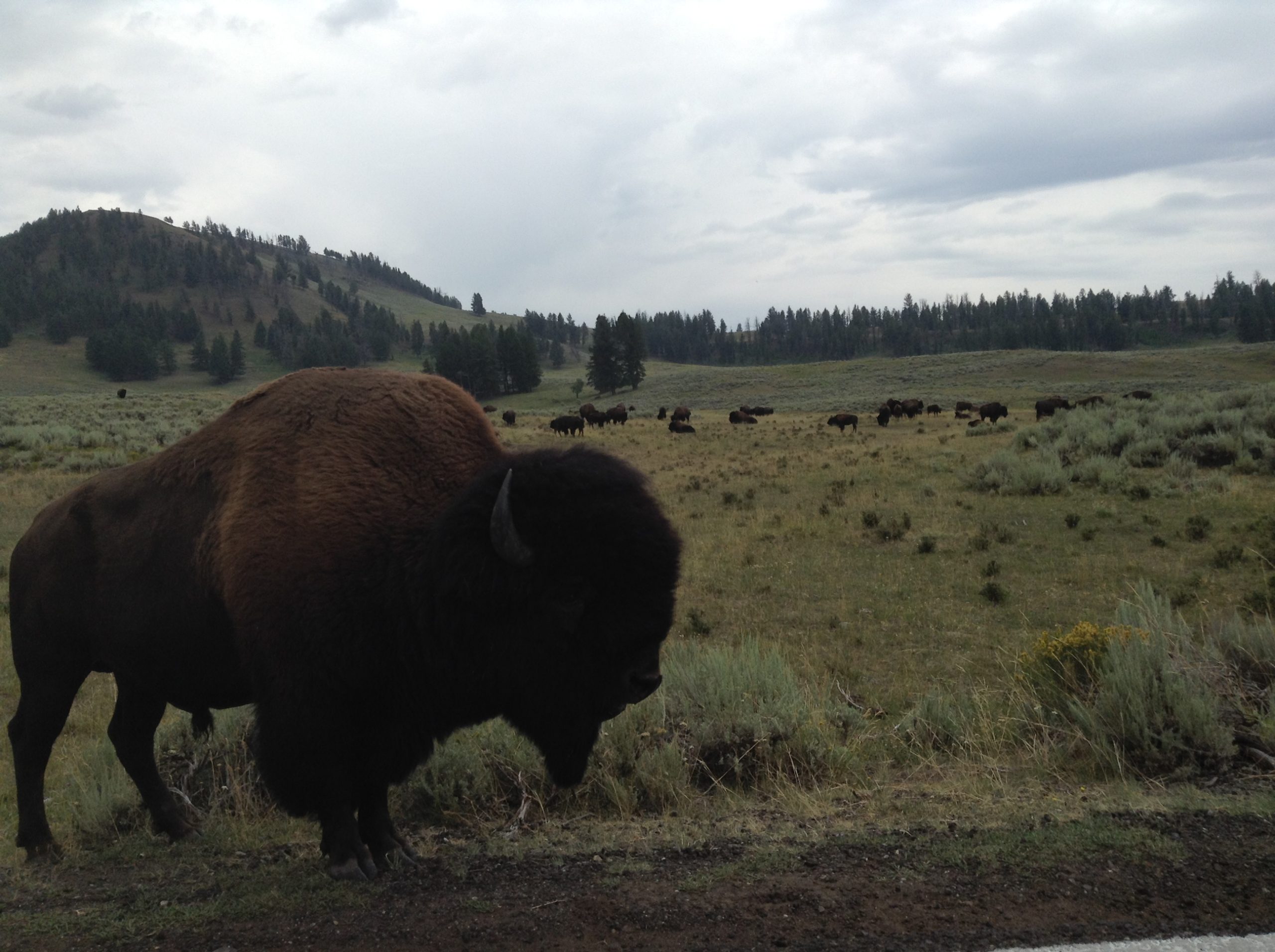 Cacaonivore Pemmican field test